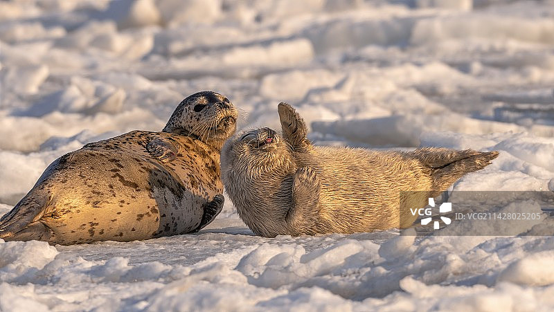 浮冰区的斑海豹图片素材