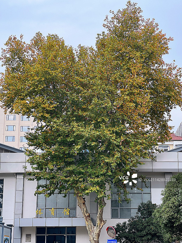 心形树冠图片素材