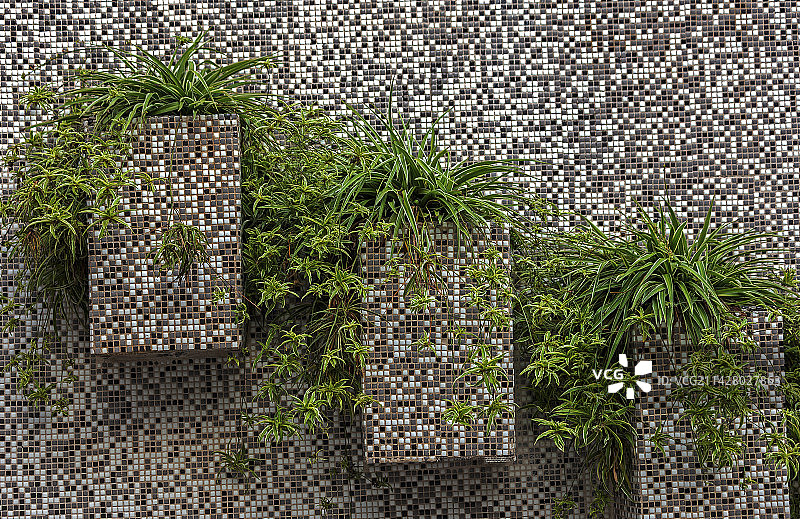 I墙上的吊兰图片素材