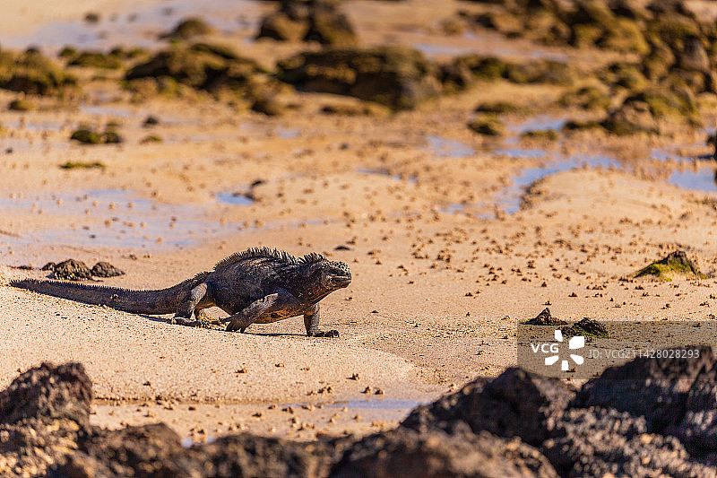 南美厄瓜多尔加拉帕戈斯群岛海滩上的海鬣蜥图片素材