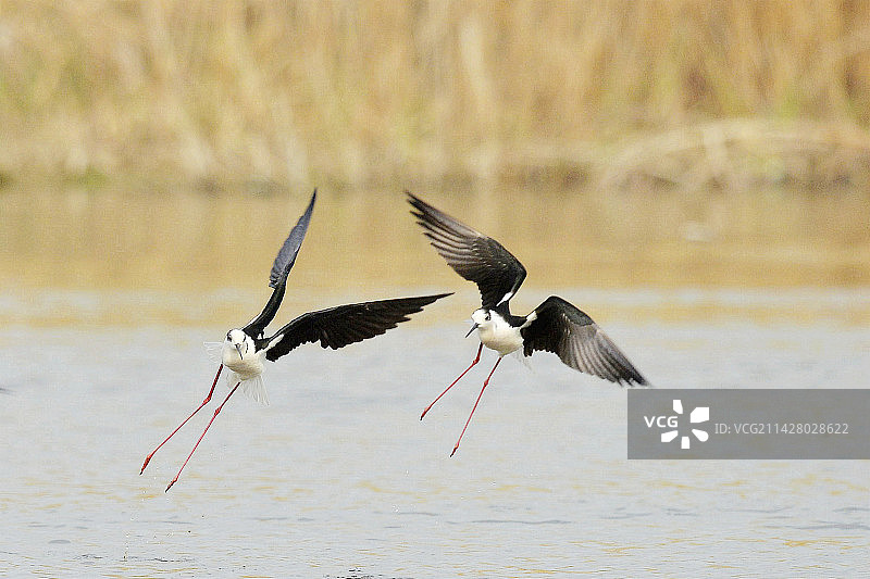 我为君狂 黑翅长脚鹬，三有保护动物•北京窦店图片素材