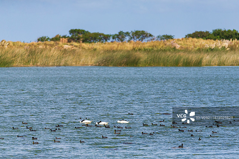 阿根廷火地岛国家公园的黑颈天鹅图片素材