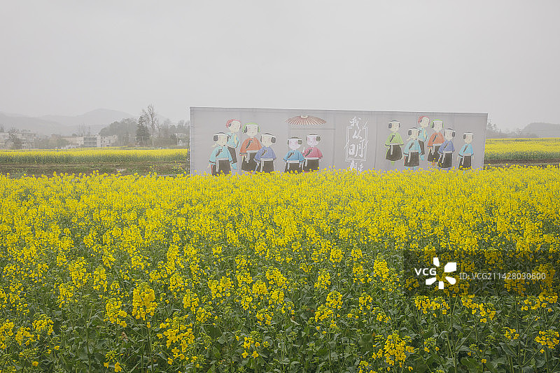 烟雨中的油菜花，中国贵州安顺市平坝白云镇平元村“稻花乡里”油菜花田图片素材