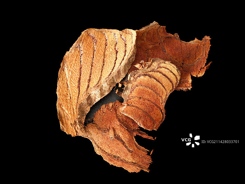 鸡血藤图片素材