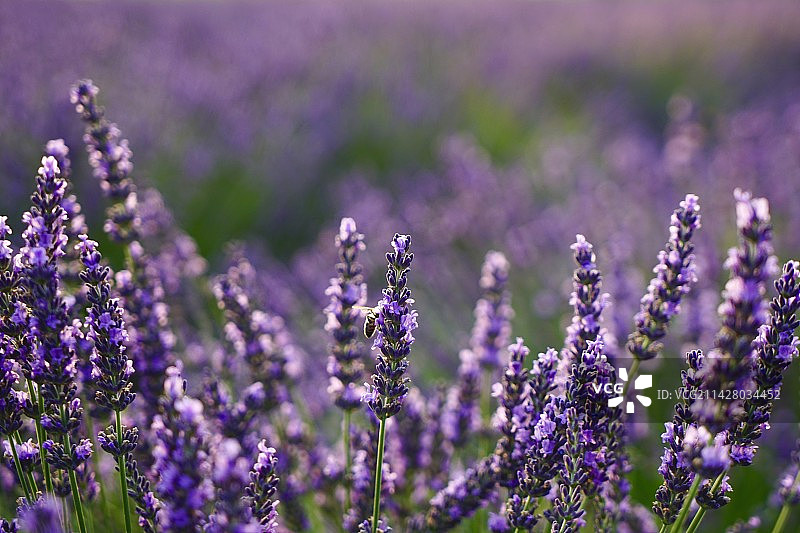 紫花植物 薰衣草特写图片素材