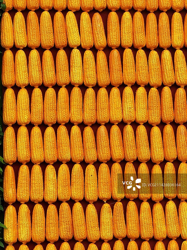 第五届青秀山丰收节：玉米图片素材