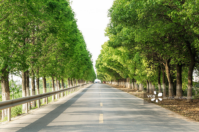 林荫道图片素材