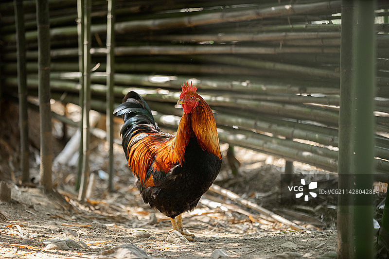 散养的走地鸡图片素材