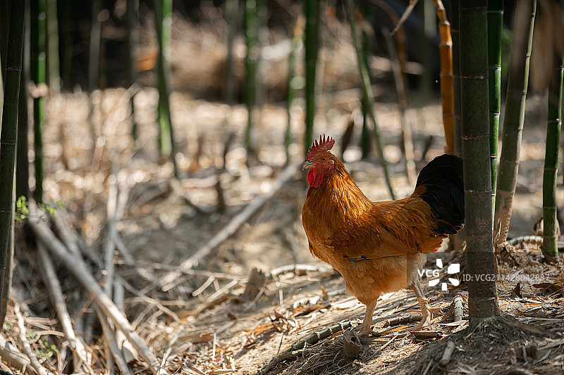 散养的走地鸡图片素材