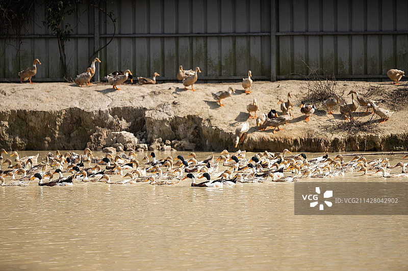 水塘里的鸭子图片素材