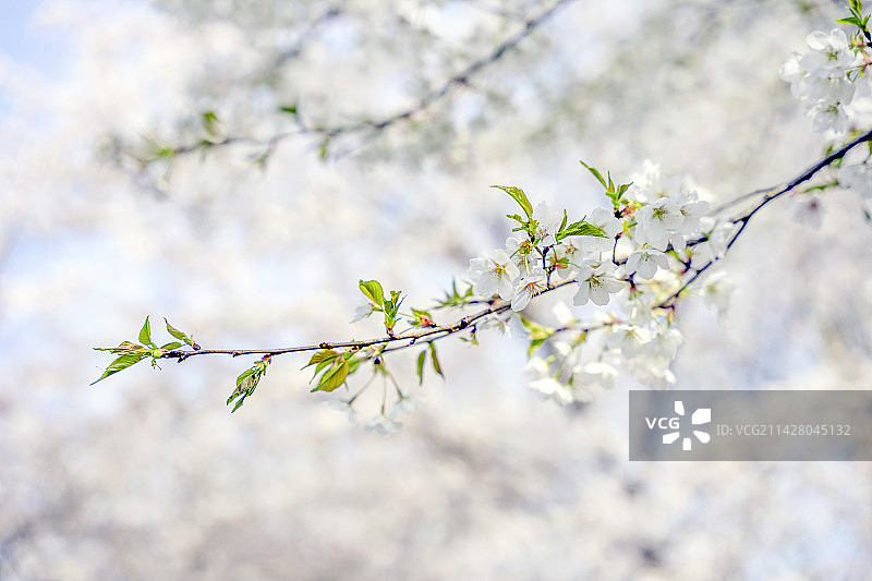 春天盛开的樱花图片素材