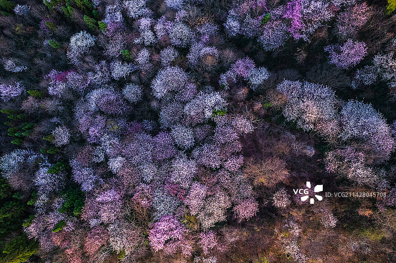 花开成海图片素材