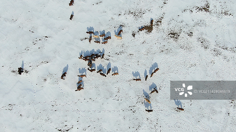 雪地驼影图片素材