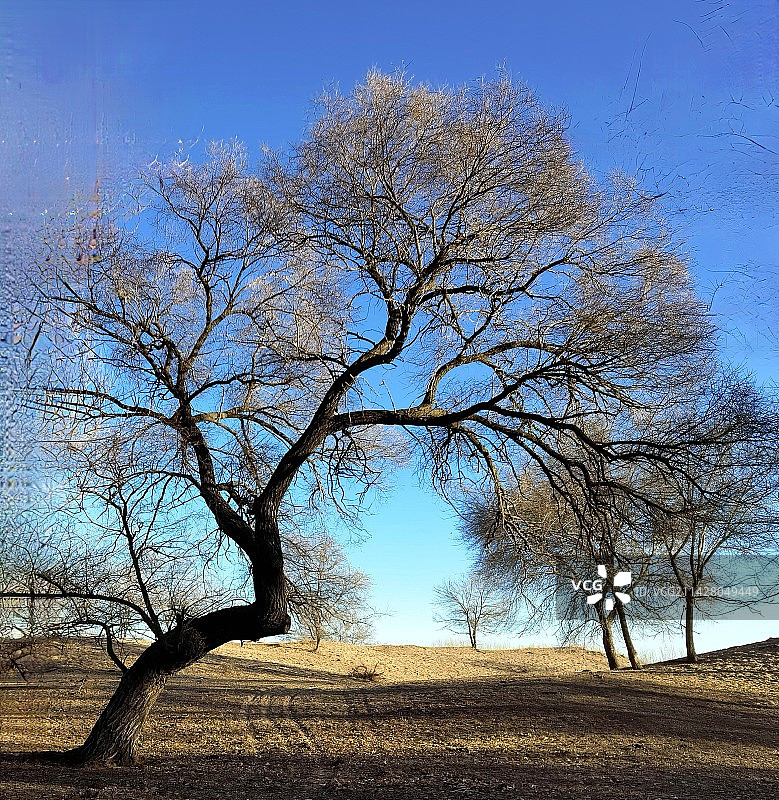 家乡的柳树图片素材