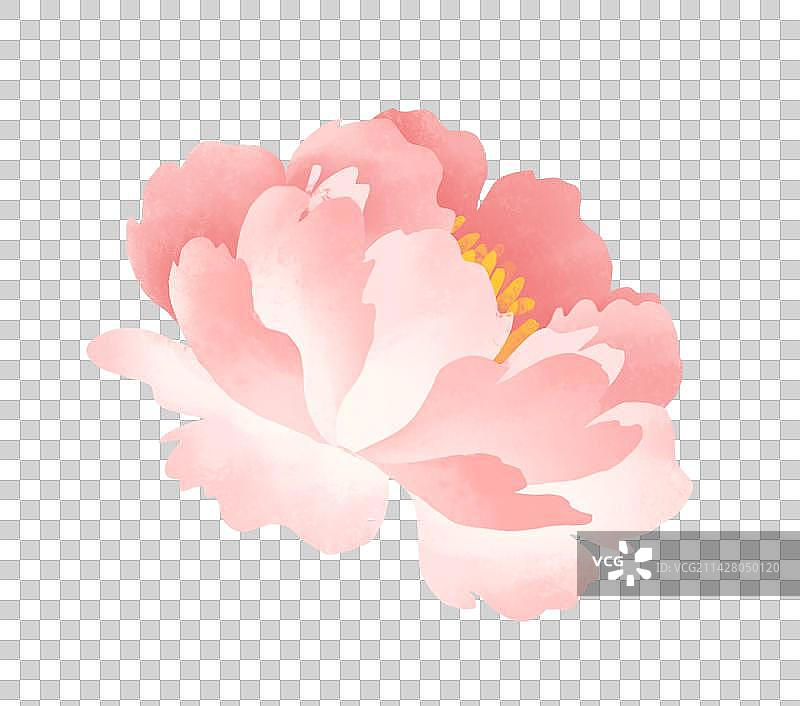 春天节气插画元素芍药花图片素材