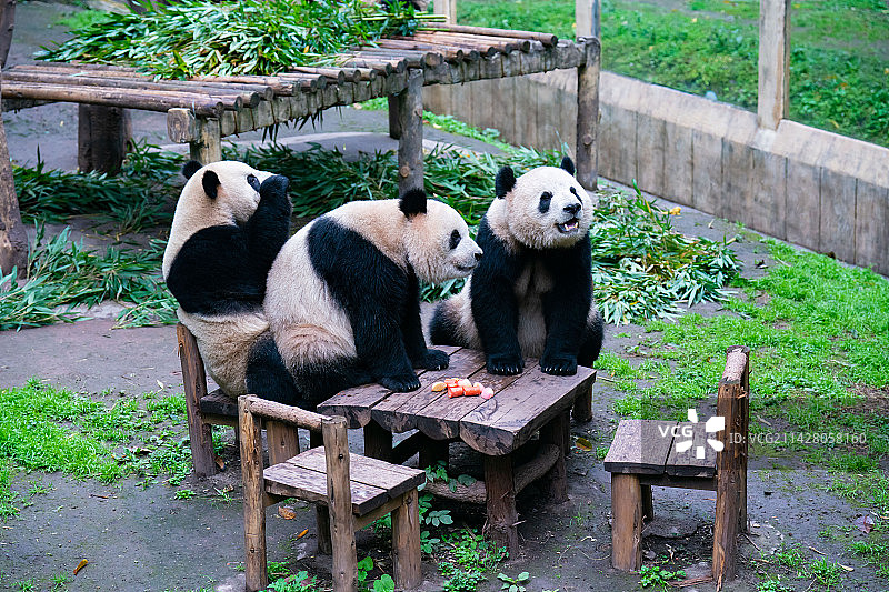 大熊猫在重庆动物园吃竹子，围炉煮茶图片素材