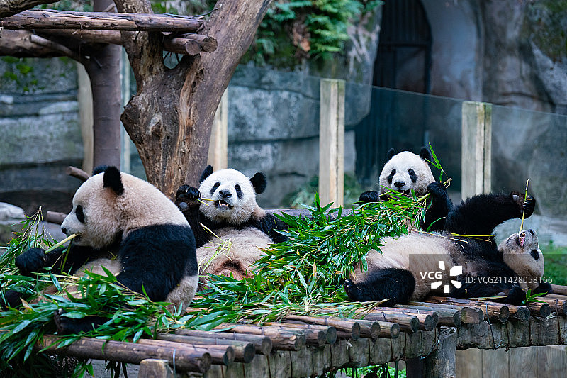 大熊猫在重庆动物园吃竹子，围炉煮茶图片素材