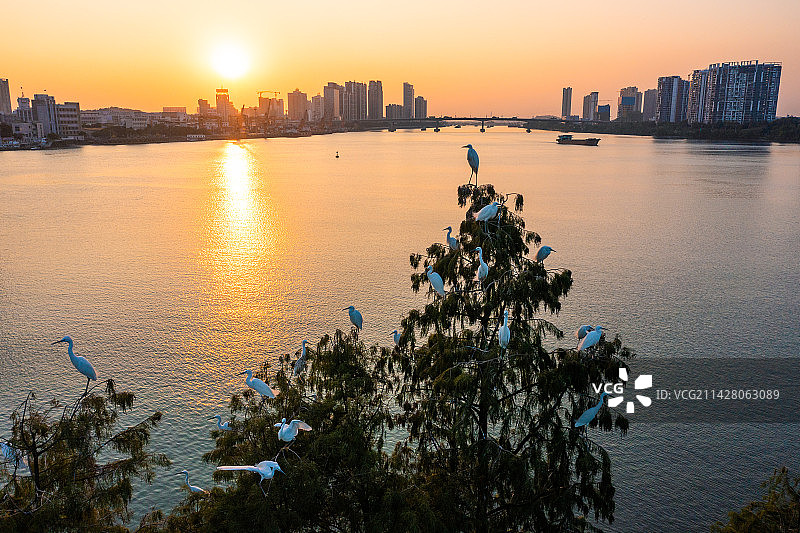 白鹭翩翩图片素材