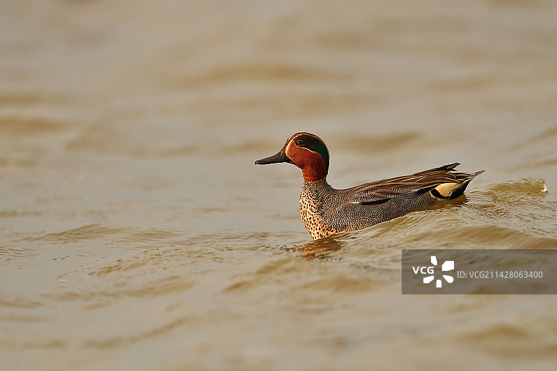 晨光照亮了绿翅鸭图片素材