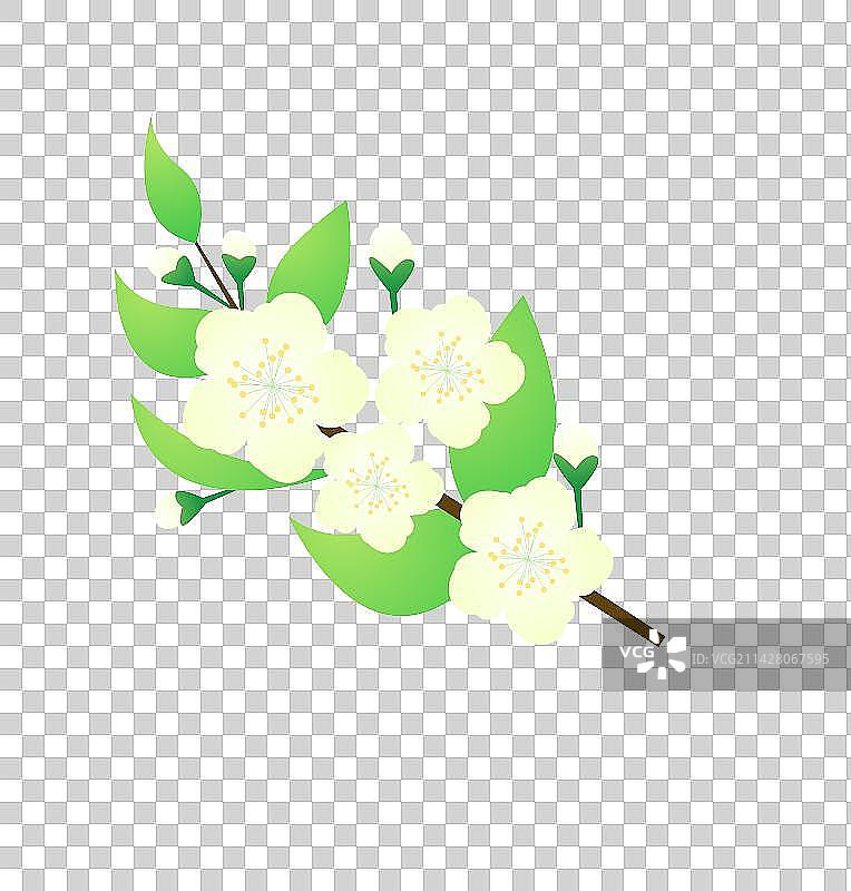 白色背景下的梨花特写镜头图片素材