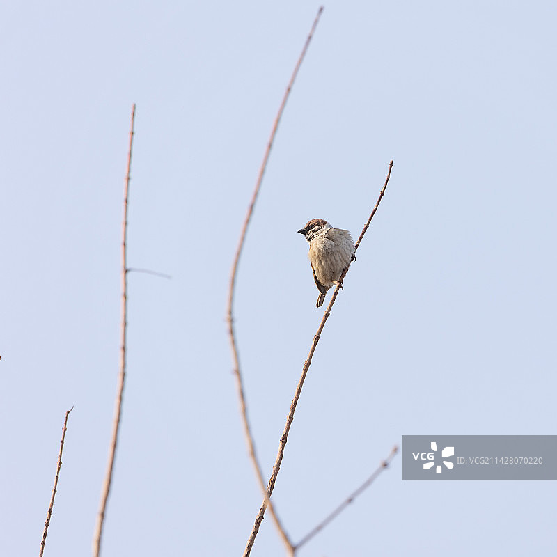 北京奥林匹克森林公园的麻雀图片素材