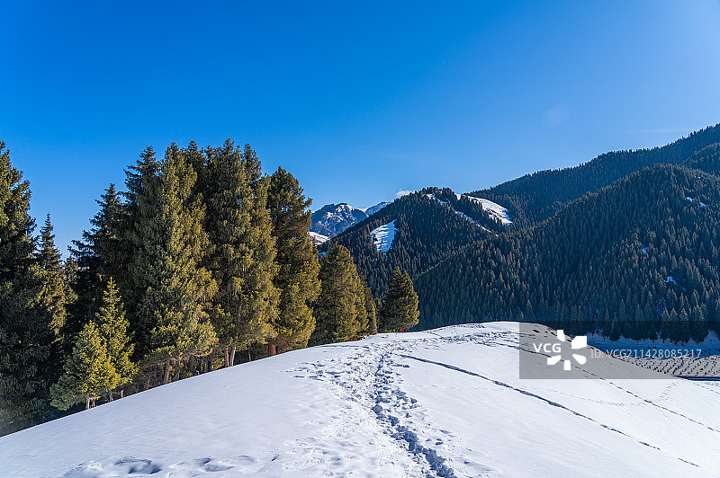 新疆 冬季 喀拉峻草原 雪山 原始森林图片素材