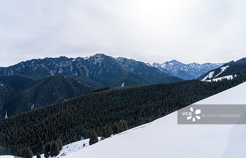 新疆 冬季 喀拉峻草原 雪山 原始森林图片素材
