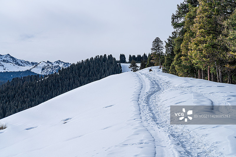 新疆 冬季 喀拉峻草原 雪山 原始森林图片素材