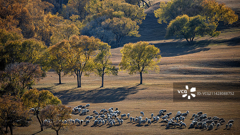 坝上蛤蟆坝金秋童话图片素材