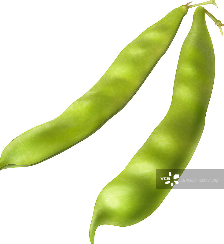 长长的豌豆荚图片素材