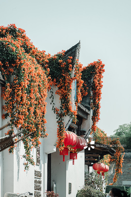福州三坊七巷的炮仗花图片素材