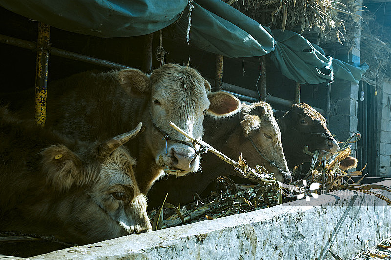 农场秦川牛特写镜头图片素材