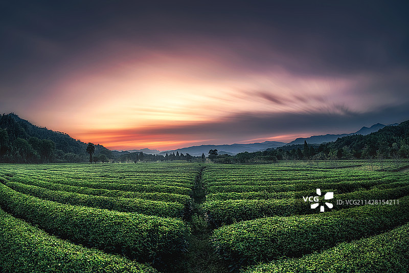 武夷山茶园图片素材