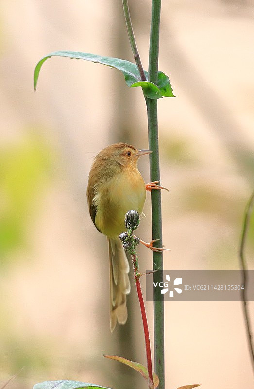 纯色山鹪莺图片素材