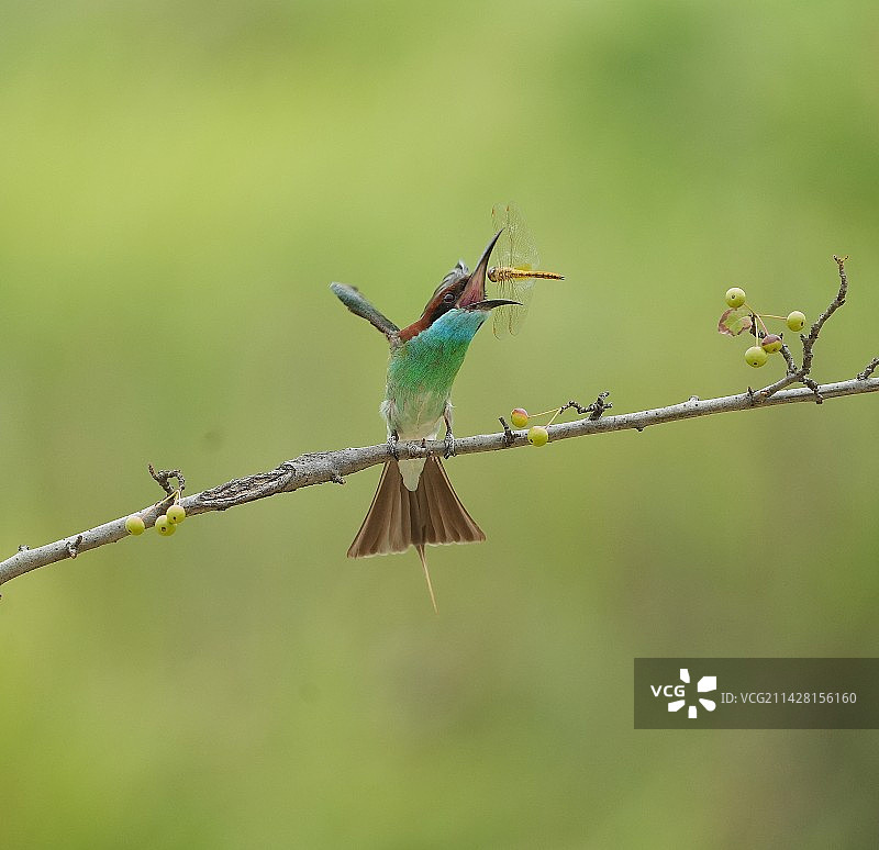 篮喉蜂虎抓蜻蜓图片素材