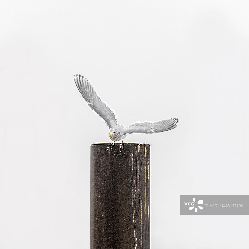 展翅～图片素材