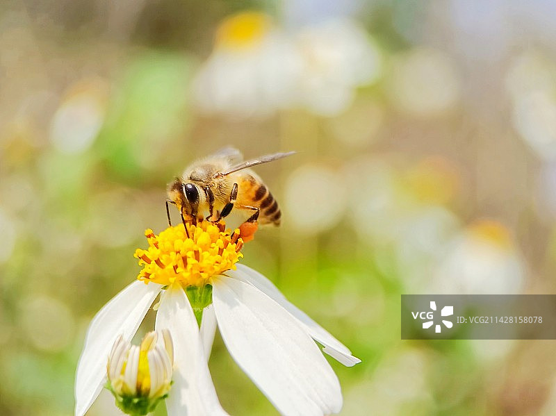 专注采蜜图片素材