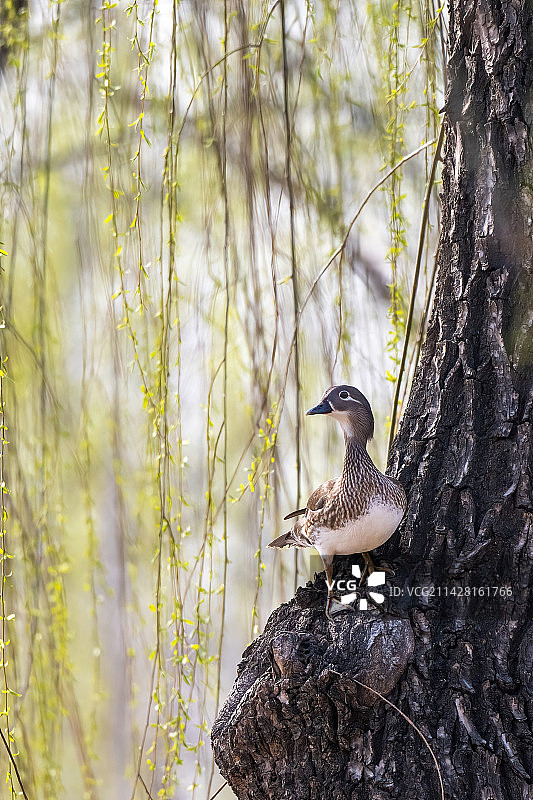 鸳鸯上垂柳图片素材