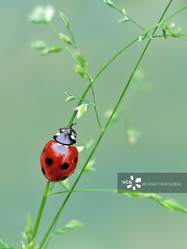 瓢虫。努力向上图片素材