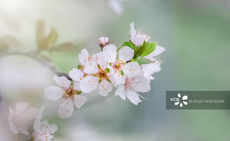 春日盛开的樱花图片素材