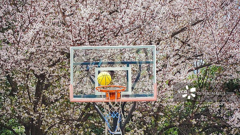 春日户外休闲樱花树下的篮球架图片素材