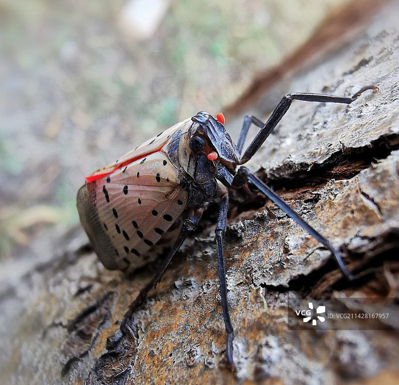 斑衣蜡蝉图片素材