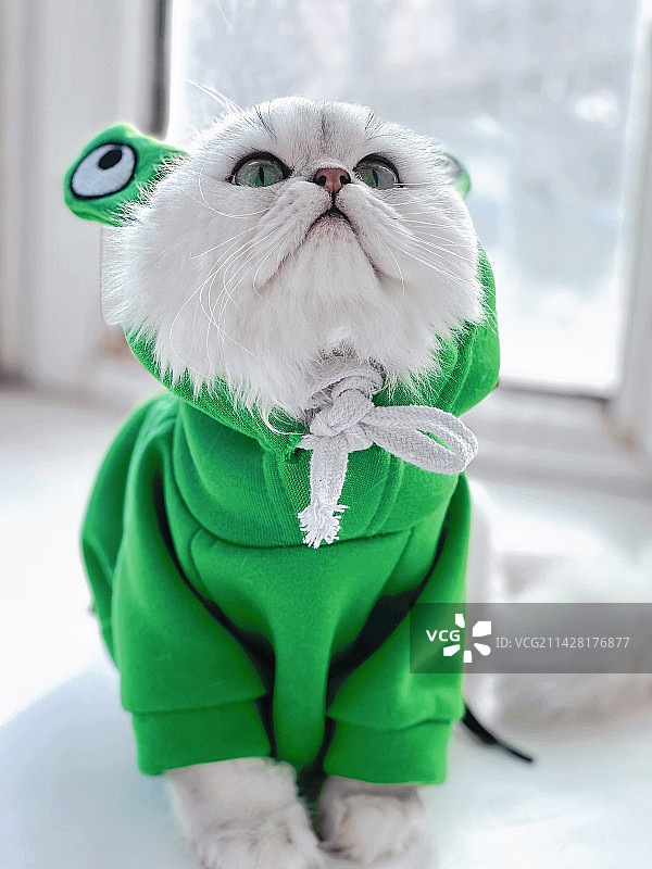 穿衣服的猫图片素材