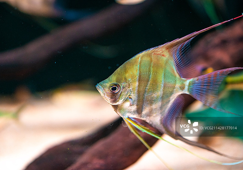 游动的神仙鱼图片素材