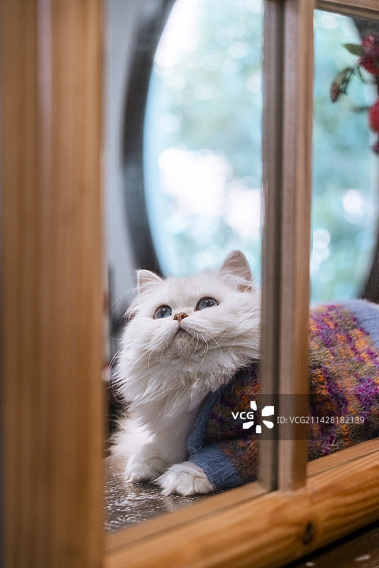室内拍摄银点猫咪图片素材