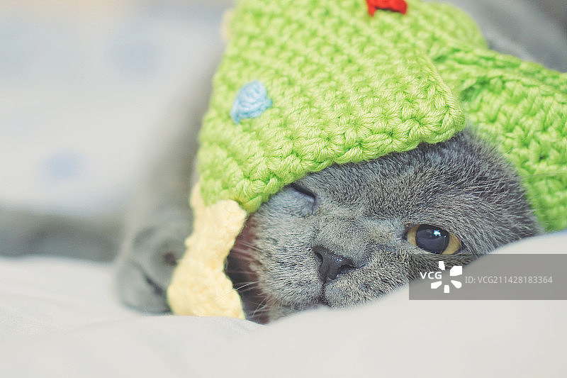 英国短毛猫 小猫 蓝猫 室内抓拍 特写肖像 可爱萌图片素材