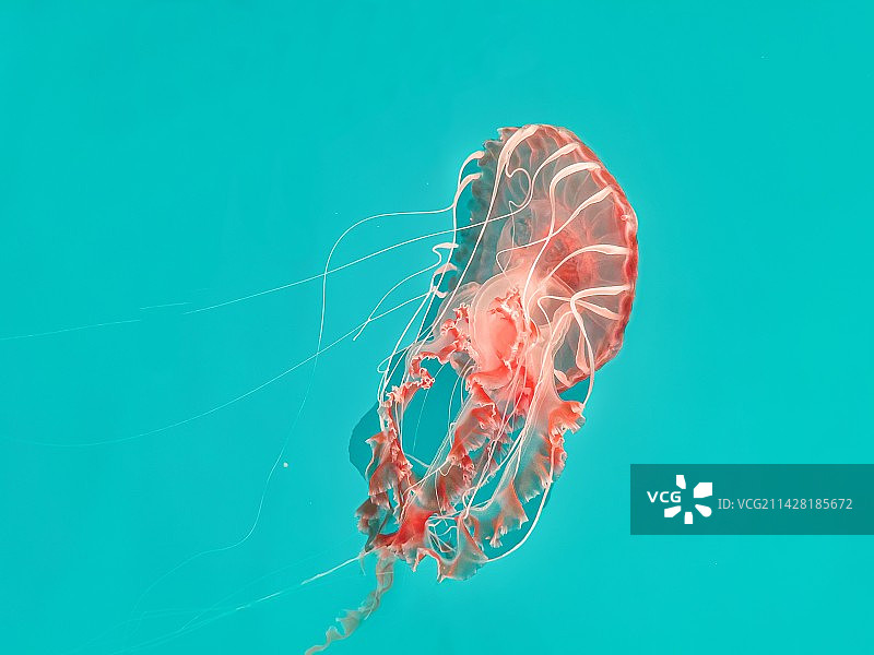 水中幽灵图片素材