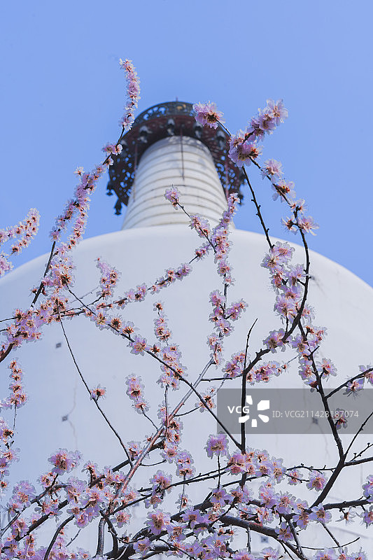北海公园山桃花图片素材