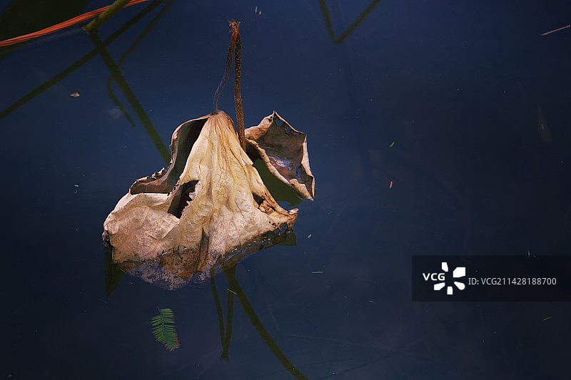 残荷～2图片素材