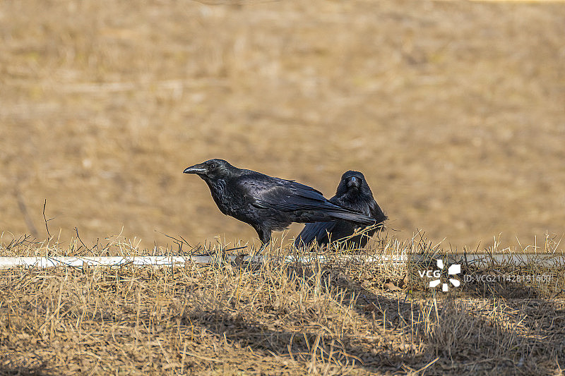 草地上的小嘴乌鸦图片素材